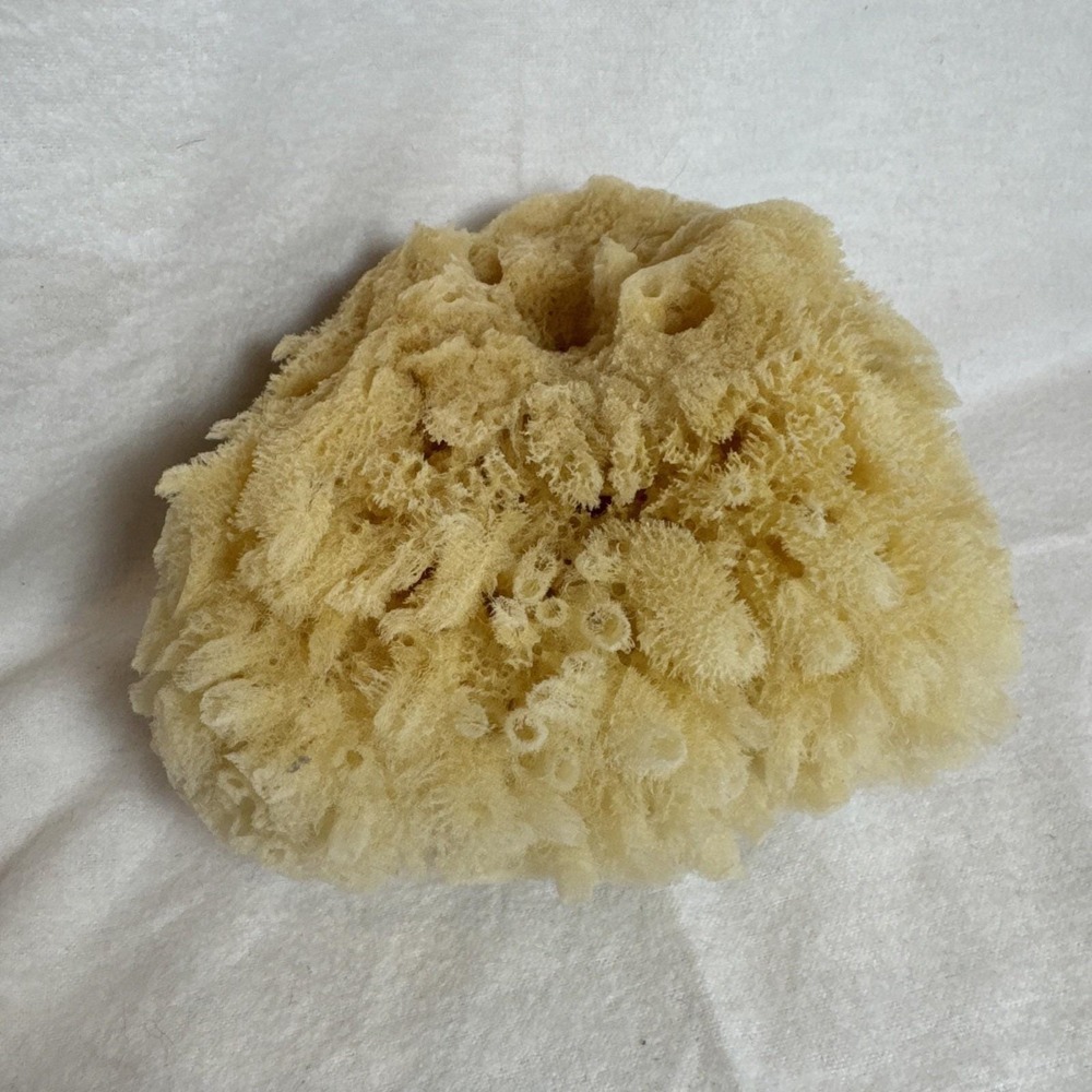 Large Natural Sea Sponge Artist Craft Tool Great Imprints Beach House Decor 5.5"